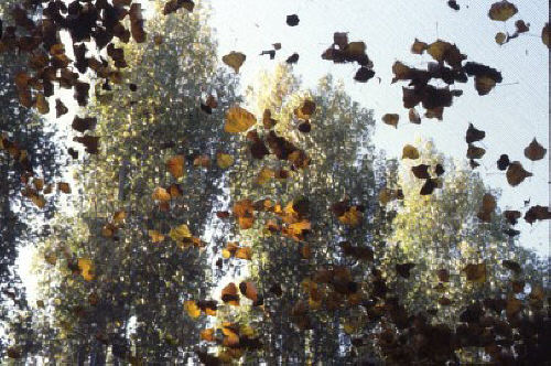 Photograph - Golden Poplars